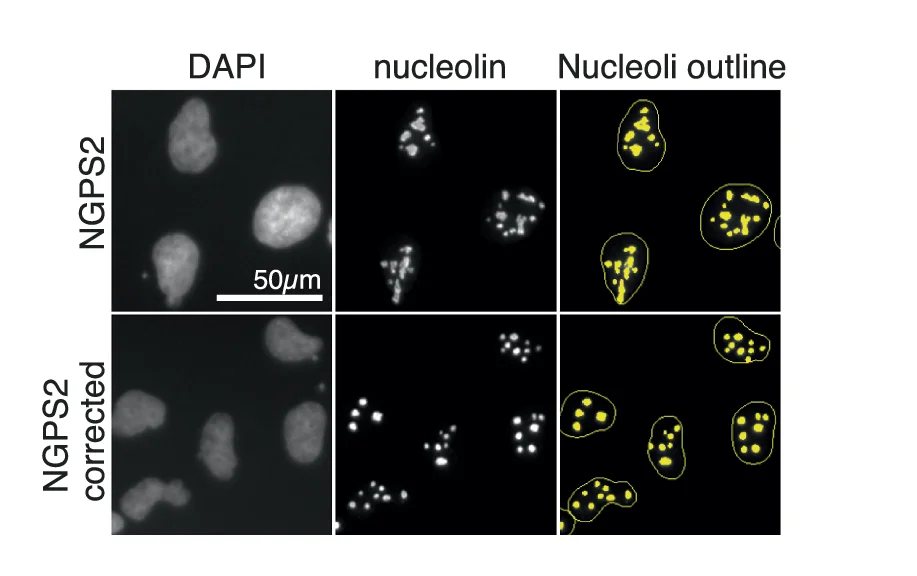 Open access visualization of Microscopy, Immunofluorescence, Nucleolin, Nucleoli, Cell Lines
