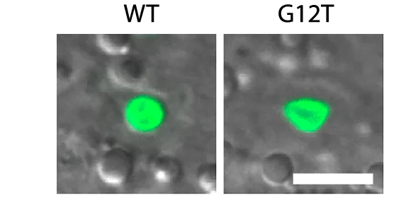 Open access visualization of Microscopy, Confocal Images, Hypodermal Nuclei, C. elegans, GFP