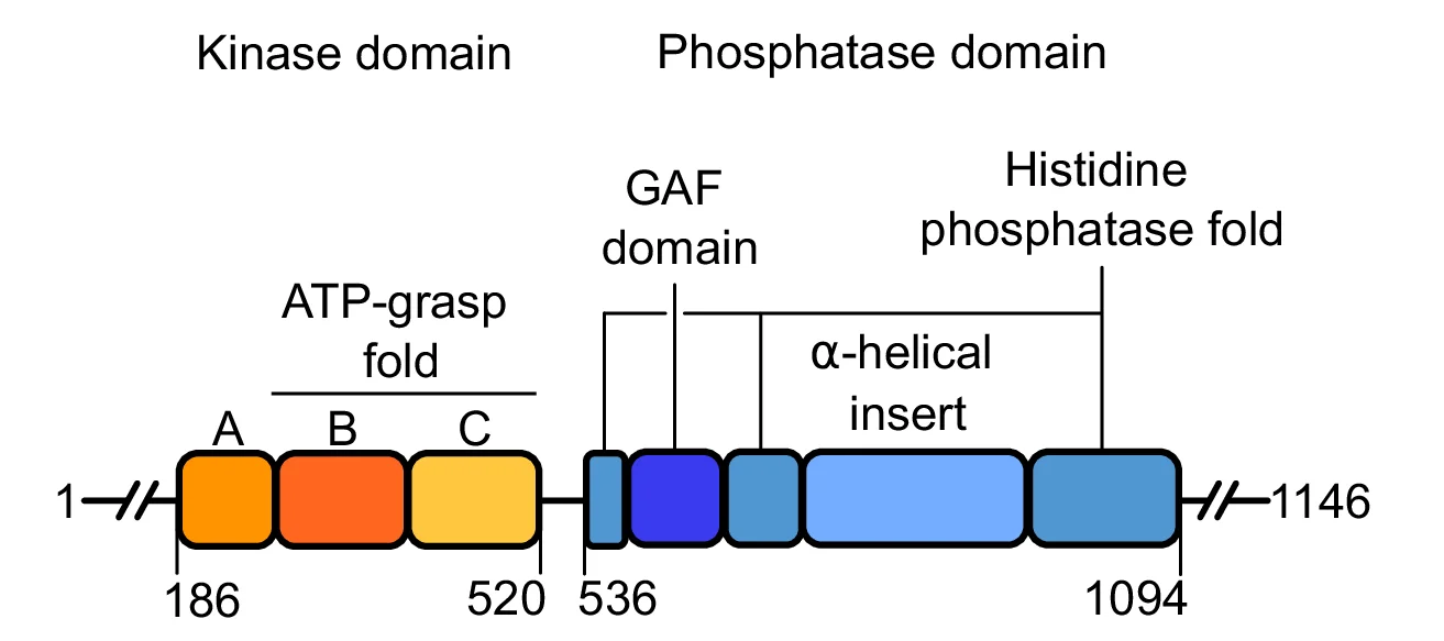Open access visualization of Illustration, S. cerevisiae, Vip1 Kinase, ScVip1 KD, Phosphatase