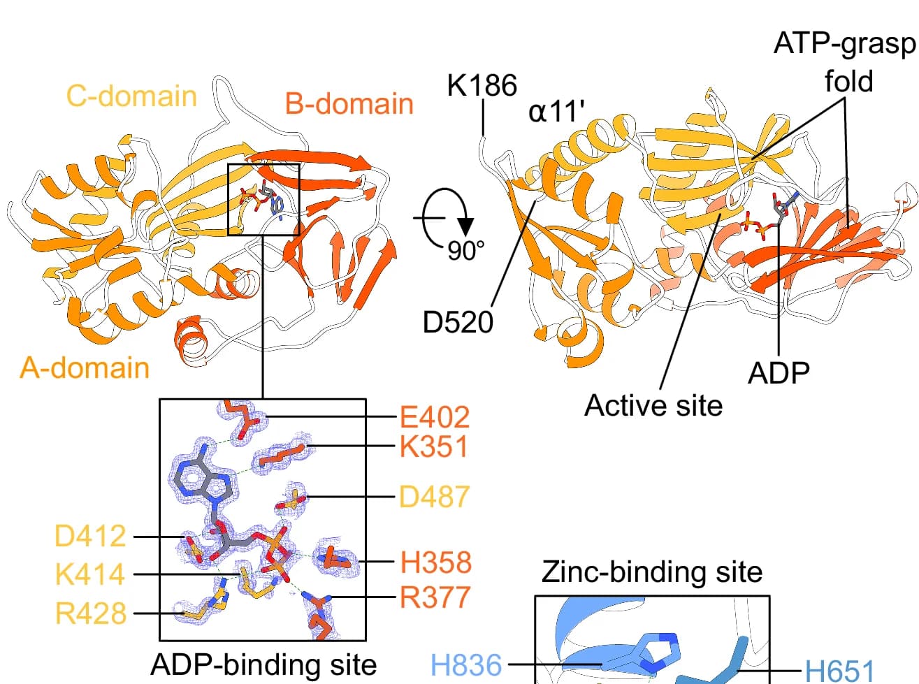 Open access visualization of Protein Structure, Chemical Structure, ScVip1 KD, ADP, Electron Density Map
