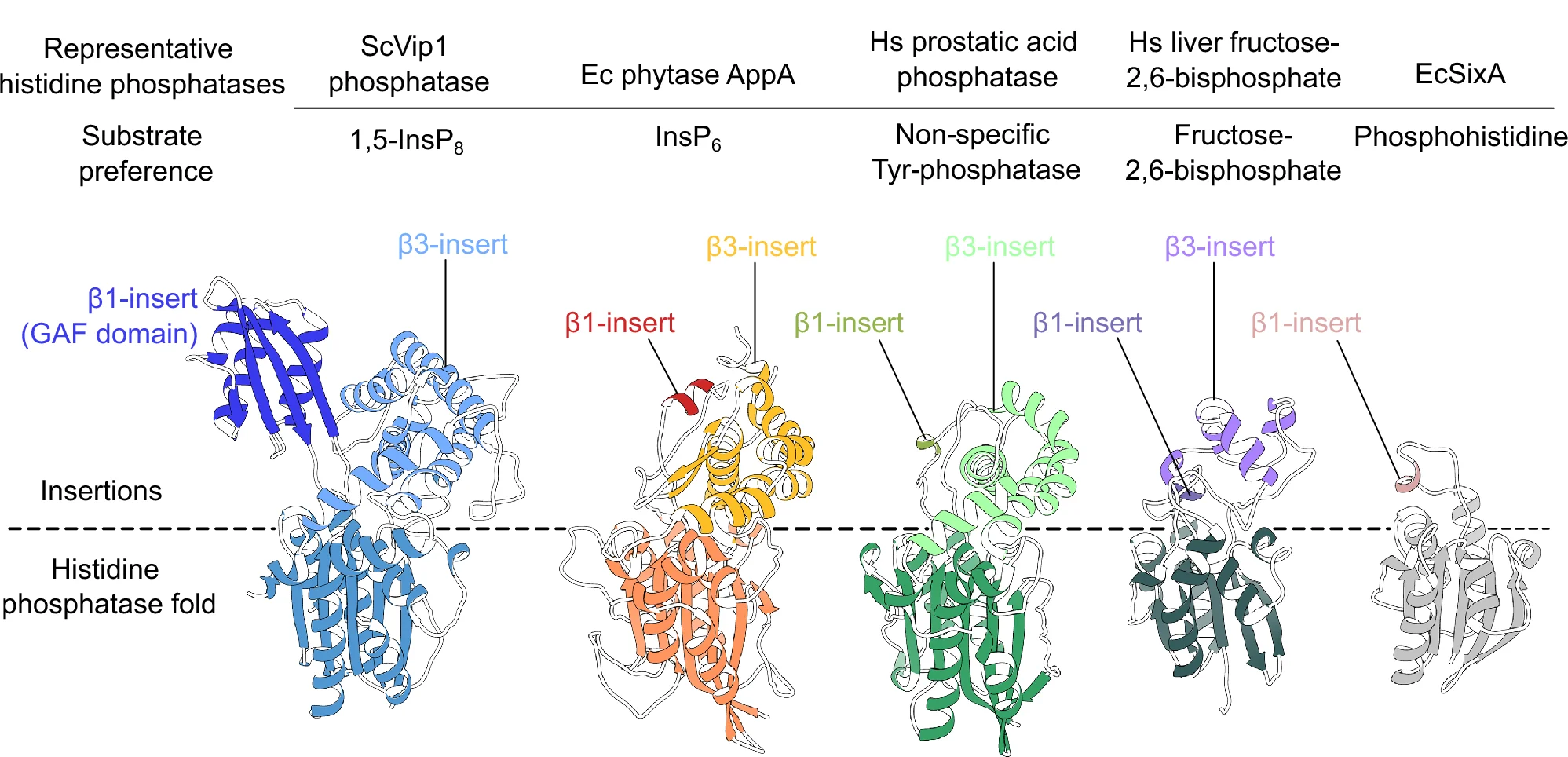 Open access visualization of Protein Structure, Chemical Structure, ScVip1 PD, E. coli Phytase AppA, Human Prostatic Acid Phosphatase