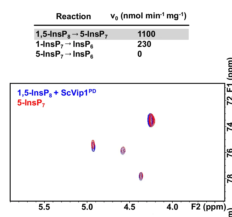 Open access visualization of Scatter Plot, Table Image, Enzyme Velocities, Sc Vip1 PD, NMR-based Phosphatase Assay