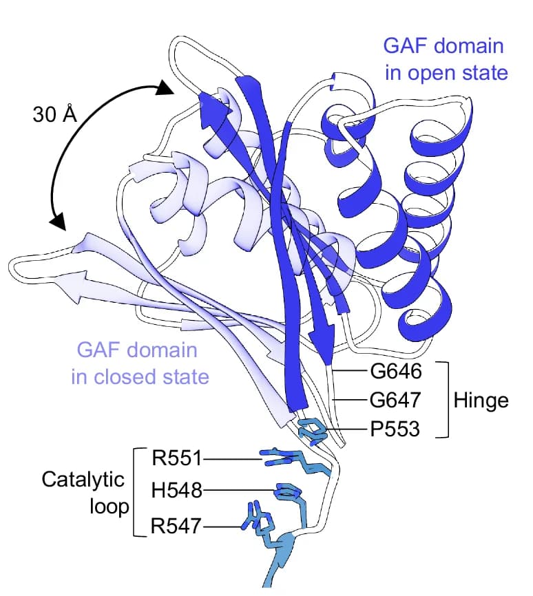 Open access visualization of Protein Structure, ScVip1 PD, GAF Insertion Domain, RHxxR Region, Hinge Region