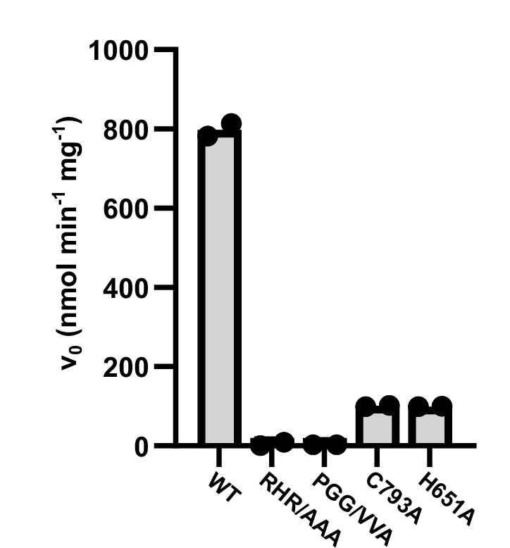 Open access visualization of Bar Plot, Error Bars, Initial Velocities, 1,5-InsP 8 Hydrolysis, Wild-Type ScVip1 PD