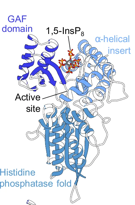 Open access visualization of Protein Structure, Chemical Structure, Ribbon Diagram, ScVip1 PD, 1,5-InsP 8