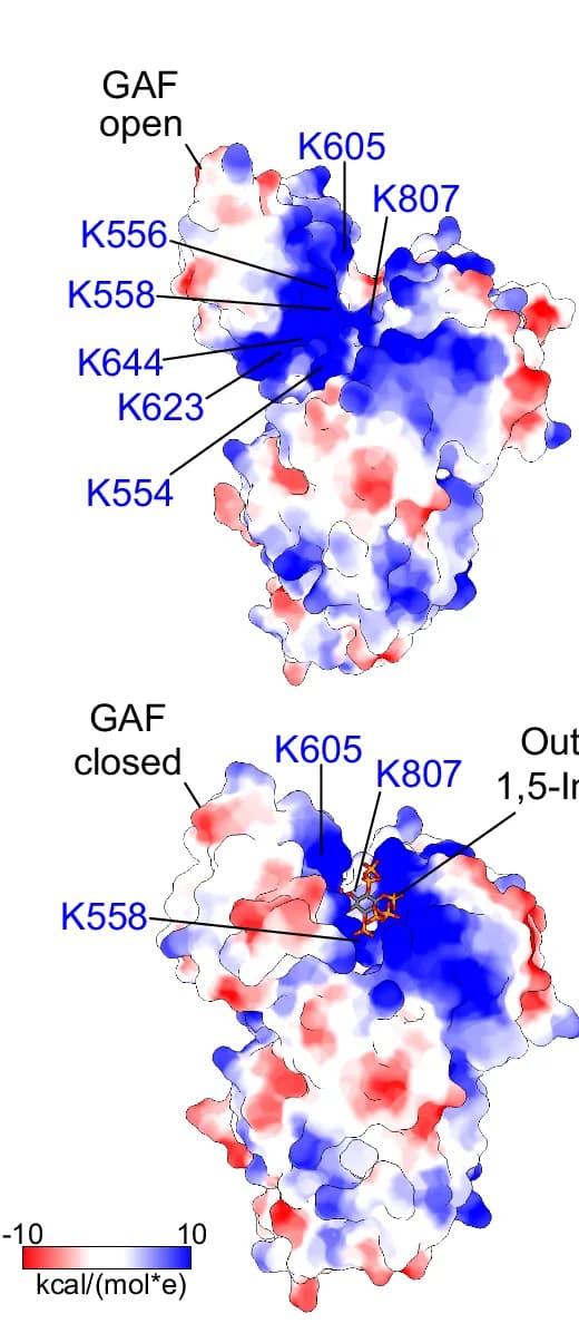 Open access visualization of Protein Structure, Chemical Structure, Electrostatic Surface Charge, Apo ScVip1 PD, 1,5-InsP 8-bound ScVip1 PD