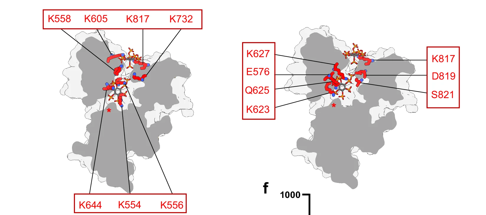 Open access visualization of Protein Structure, Mutated Residues, 1,5-InsP 8 Channeling, ScVip1 PD, Protein Structures