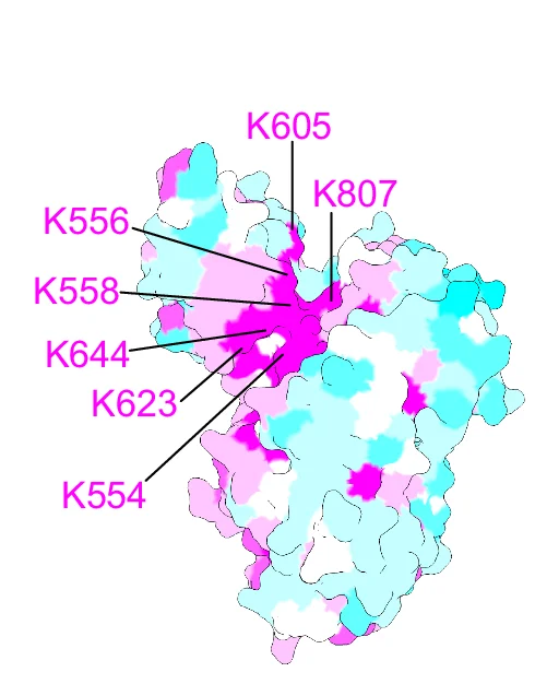 Open access visualization of Protein Structure, Initial Velocities, 1,5-InsP 8 Hydrolysis, Wild-Type ScVip1 PD, Mutant ScVip1 PD