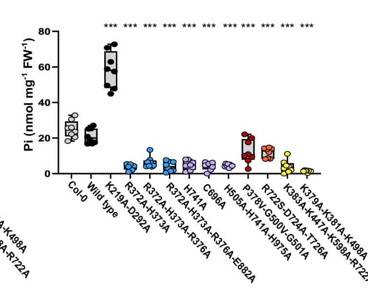 Open access visualization of Box Plot, Scatter Plot, Cellular Pi Levels, Genotype, Technical Replicates