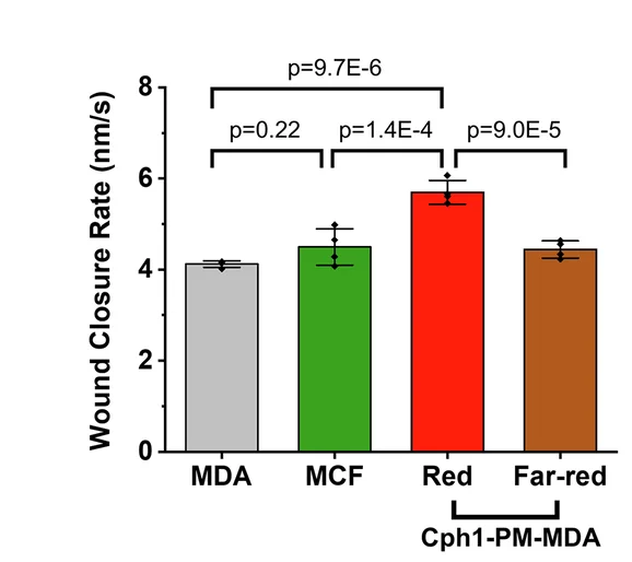 Open access visualization of Bar Plot, Error Bars, Wound Closure Rate, MDA, MCF7