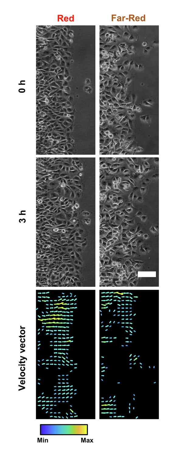 Open access visualization of Microscopy, Phase-Contrast Micrographs, Velocity Vector Maps, Cell Migratory Trajectory, Cph1-PM-MDA Cells