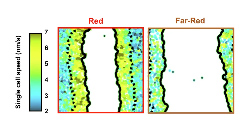 Open access visualization of Scatter Plot, Heatmap, Cph1-PM-MDA Cell Tracks, Single-Cell Speed, Red Light