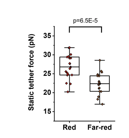 Open access visualization of Box Plot, Scatter Plot, Static Tether Force, Cph1-PM-MDA Cells, Far-Red Light