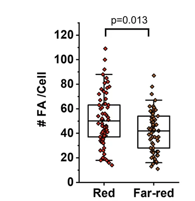 Open access visualization of Box Plot, Scatter Plot, Cell Spreading Area, Cph1-PM-MDA Cells, Red Light