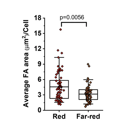 Open access visualization of Box Plot, Scatter Plot, Focal Adhesion Area, FA Area, Cph1-PM-MDA Cells