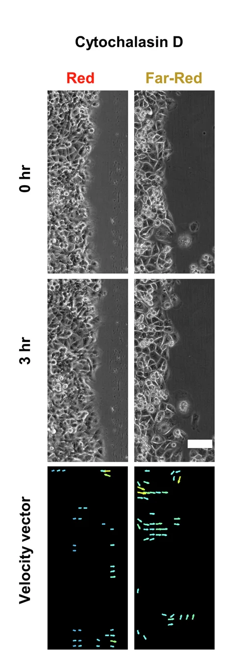 Open access visualization of Microscopy, Scatter Plot, Phase-contrast Micrographs, Velocity Vector Maps, Cph1-PM-MDA Cells