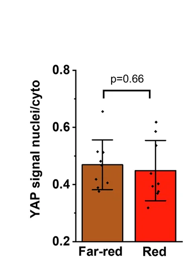 Open access visualization of Bar Plot, Error Bars, YAP Localization, Cph1-PM-MDA Cells, Far-red Light