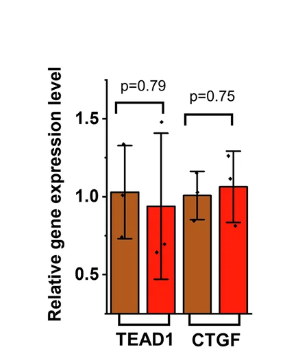 Open access visualization of Bar Plot, Error Bars, Clustered, Gene Expression, TEA Domain Transcription Factor 1