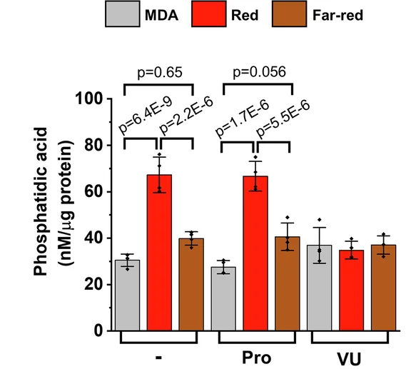 Open access visualization of Bar Plot, Error Bars, Clustered, Phosphatidic Acid Levels, MDA Cells