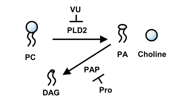 Open access visualization of Workflow, Flowchart, Illustration, Phospholipase D2, Phosphatidylcholine