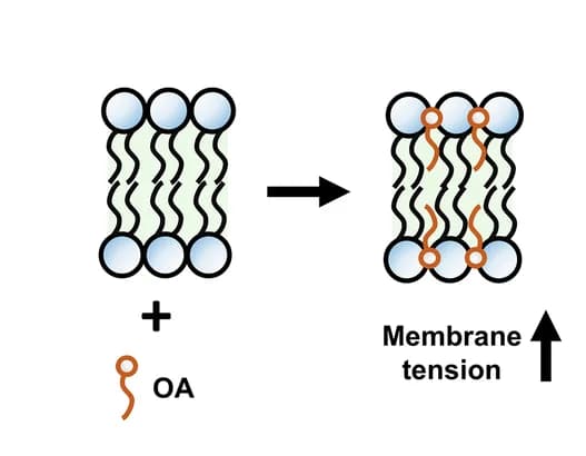 Open access visualization of Illustration, Oleic Acid, Lipid Bilayer, Cell Membranes, Membrane Tension