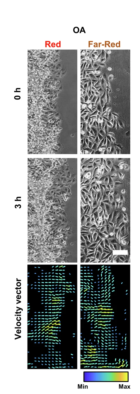 Open access visualization of Microscopy, Phase-Contrast Micrographs, Velocity Vector Maps, Cph1-PM-MDA Cells, Red Light