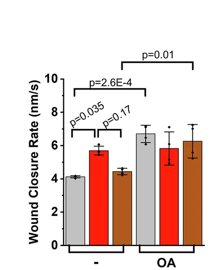 Open access visualization of Bar Plot, Error Bars, Clustered, Wound Closure Rate, MDA Cells