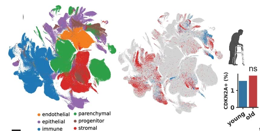 Open access visualization of UMAP, Scatter Plot, Bar Plot, CDKN2A Cells, Mouse Data