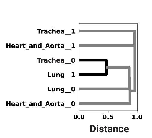 Open access visualization of Network, Pathway, Hierarchical Clustering, Fibroblast Hub Signatures, Mouse Lungs
