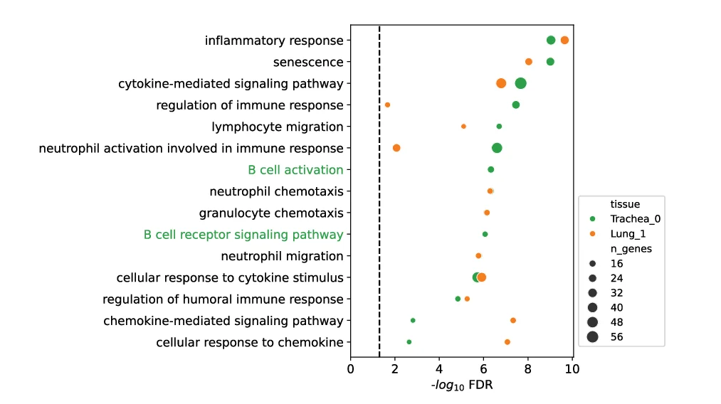 Open access visualization of Bubble Plot, GO, Gene Set Enrichment, Trachea, Lung