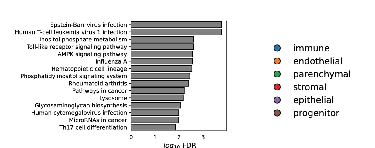 Open access visualization of Bar Plot, KEGG Pathways, SenePy Human Signature