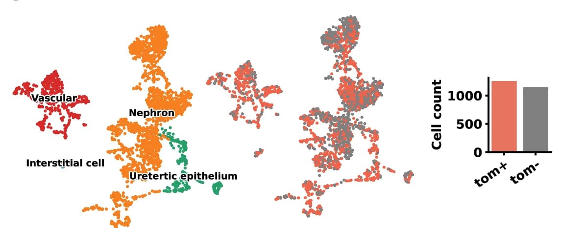 Open access visualization of Scatter Plot, UMAP, Bar Plot, Single Cells, Kidney