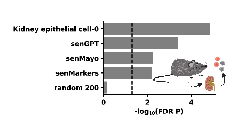 Open access visualization of Bar Plot, Enrichment Analysis, Gene mRNA, td-Tomato+ Kidney Cells, SenMayo Signature