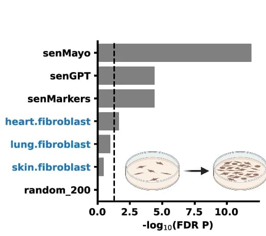 Open access visualization of Bar Plot, Illustration, Enrichment Analysis, Gene mRNAs, Replicative Fibroblast Senescence