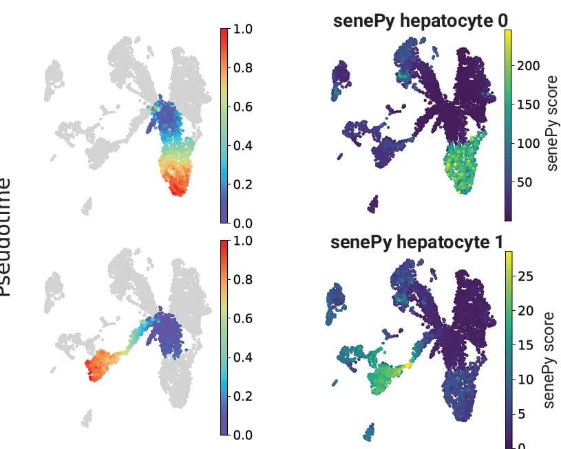 Open access visualization of Scatter Plot, UMAP, Pseudotime, Trajectories, SenePy Hepatocyte Signatures