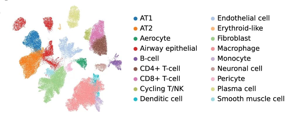 Open access visualization of Scatter Plot, UMAP, PCA, Control Lungs, COVID-19
