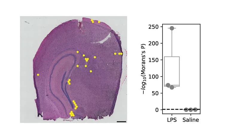 Open access visualization of Microscopy, Box Plot, Scatter Plot, H&E Image, Visium