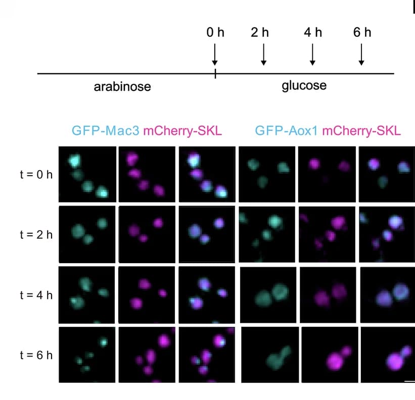 Open access visualization of Microscopy, Transcriptional Pulse-Chase, Super-Resolution Microscopy, SIM, GFP-Mac3