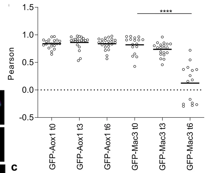 Open access visualization of Scatter Plot, Colocalization, Epifluorescence Microscopy, Biological Replicates, Pearson’s Correlation Coefficient