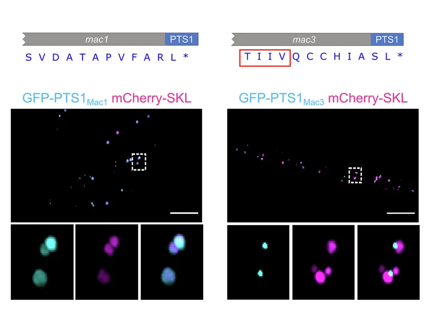Open access visualization of Microscopy, C-Terminal, Amino Acids, PTS1 Motifs, GFP Tag