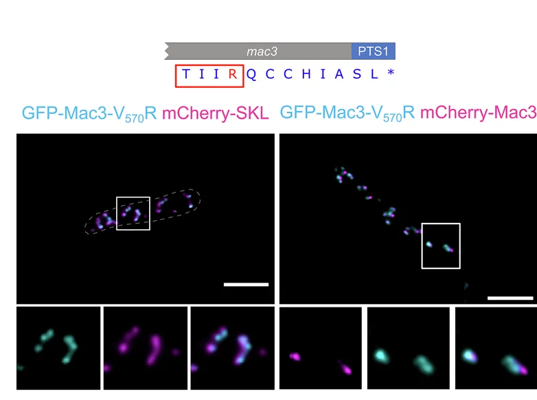 Open access visualization of Microscopy, Mac3-V 570 R, GFP, Epifluorescence Microscopy, Localization
