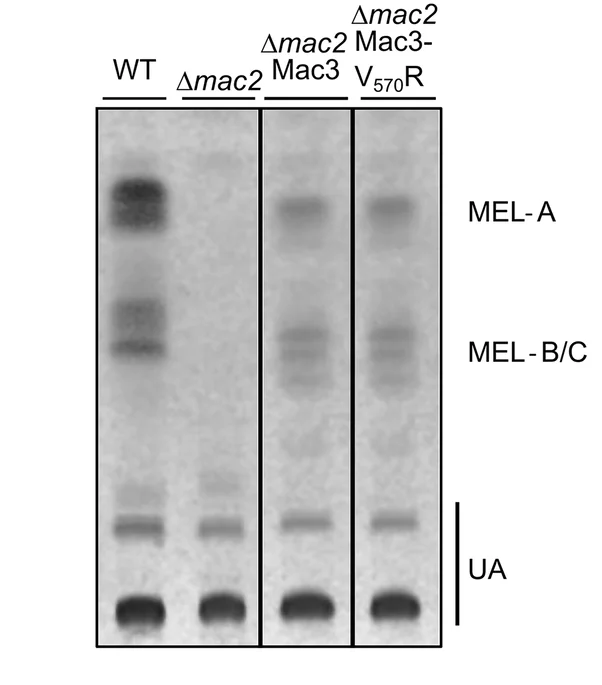 Open access visualization of Gel, MELs, TLC, MEL Variants, Ustilagic Acids