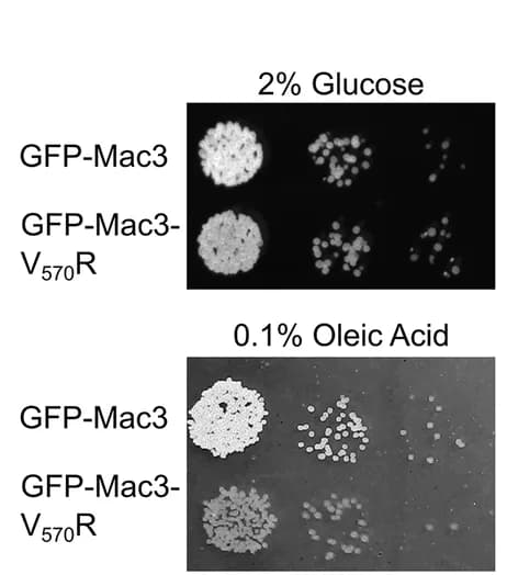 Open access visualization of Gel, Serial Dilutions, Strains, Minimal Media, Glucose