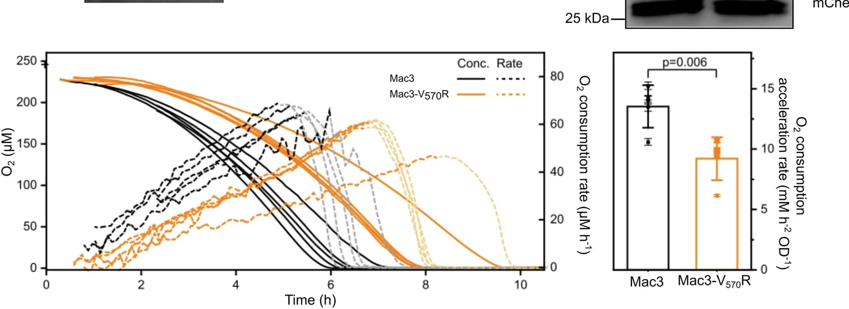 Open access visualization of Line Plot, Error Bars, Bar Plot, Oxygen Consumption, Cells