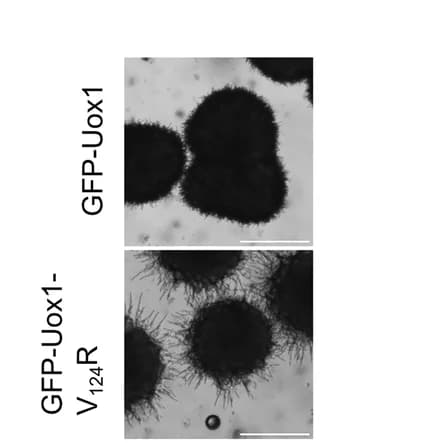 Open access visualization of Microscopy, Colonies, Oleic Acid Medium, Colony Morphology, Mutated Version