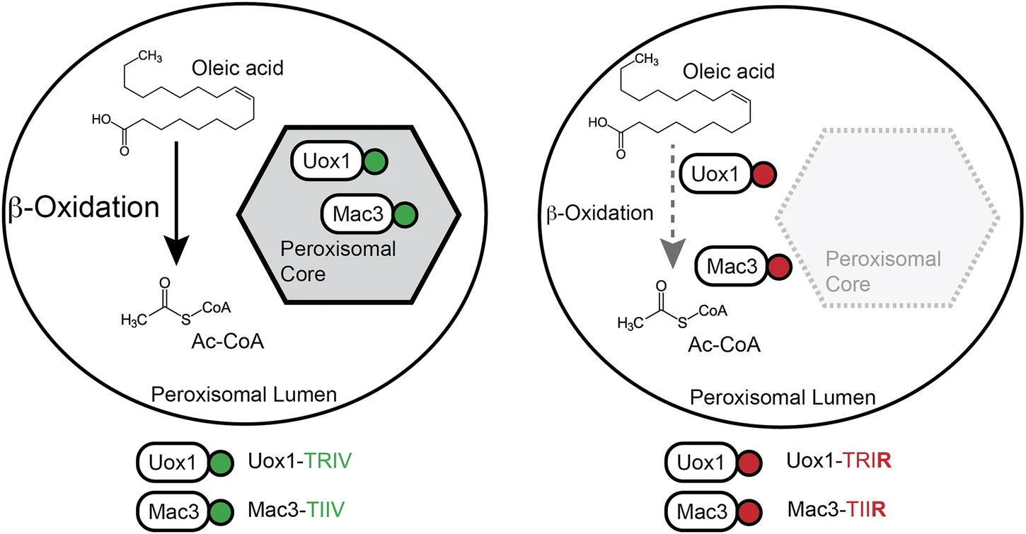 Open access visualization of Workflow, Flowchart, Illustration, Uox1, Mac3