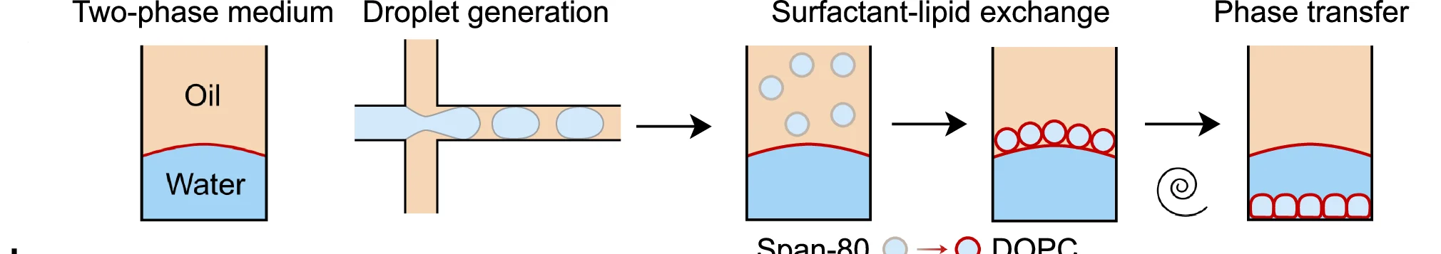 Open access visualization of Workflow, Illustration, Tissue Mimetic Structures, Preparation