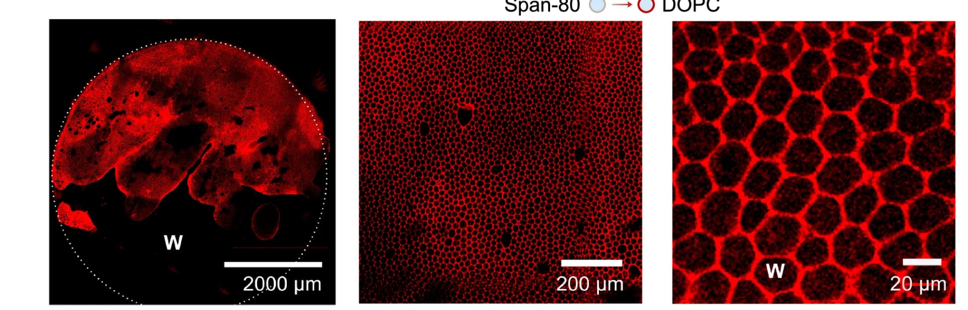 Open access visualization of Microscopy, Tissue Mimetic Structures, Homogeneous Compartments, Lipid Analog Fluorescence, Compartment Boundaries