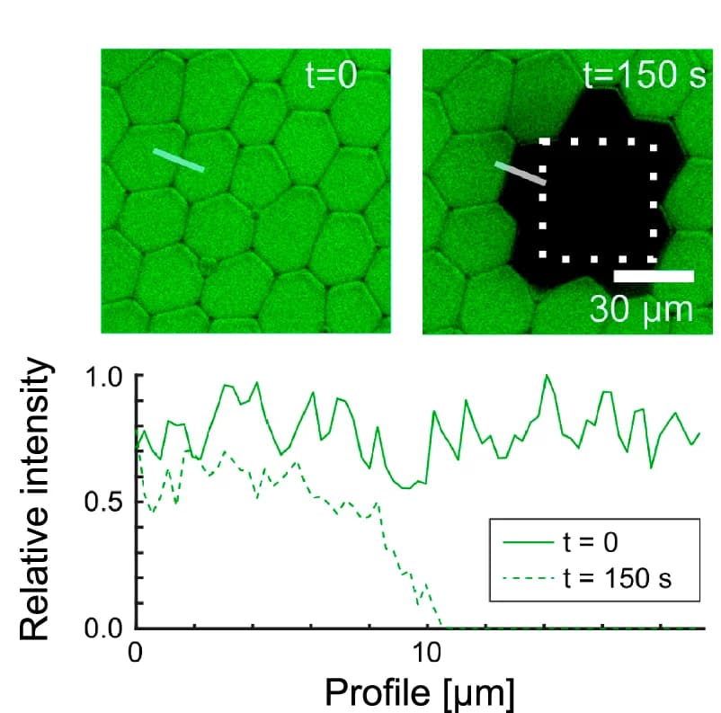 Open access visualization of Line Plot, Microscopy, FRAP Experiment, Water-Soluble Dye, Fluorescence Recovery
