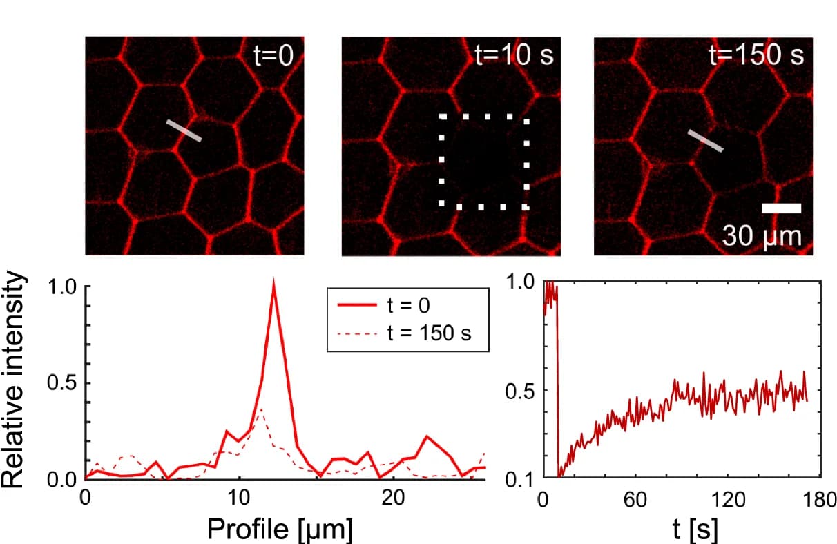 Open access visualization of Microscopy, Line Plot, Density Plot, FRAP Experiment, Lipid Dye